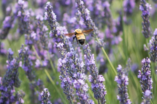 бесплатная Селективная фокусировка пчелы рядом с фиолетовым цветком с лепестками Стоковое фото