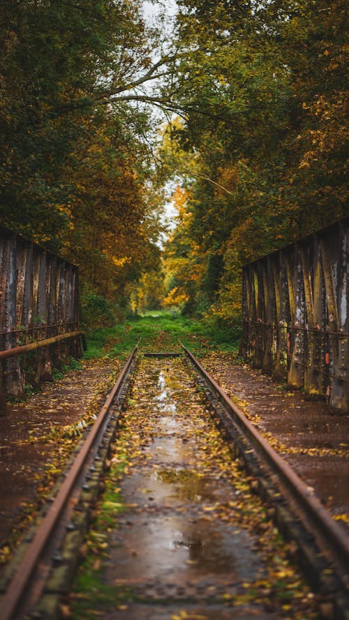 Train Rail in the Forest