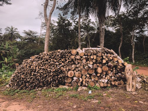 Foto stok gratis batang pohon, efek, hutan