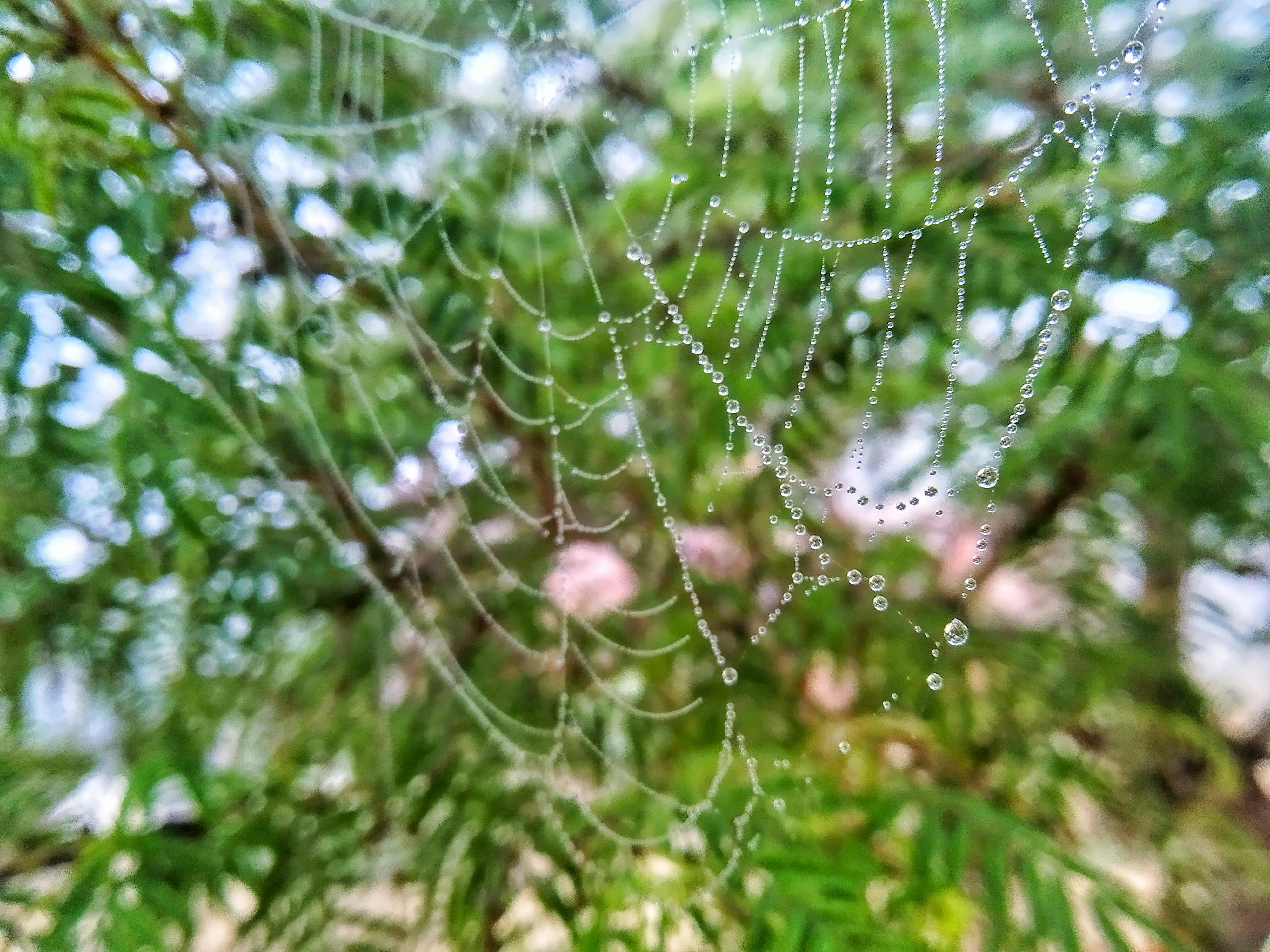 Breast Augmentation background