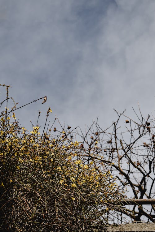 Kostnadsfria Kostnadsfri bild av blå himmel, grenar, gula blommor Stock foto