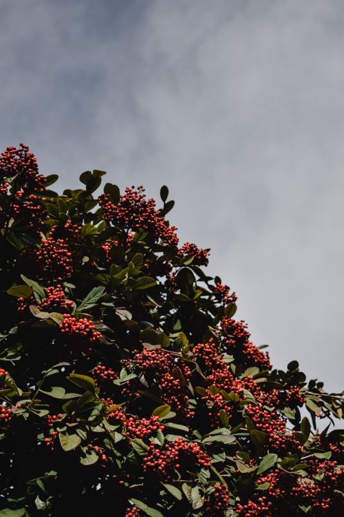 Free A lush display of red berries on green foliage with a cloudy sky in the background, showcasing nature's beauty. Stock Photo