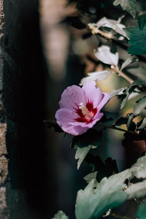 Foto d'estoc gratuïta de bonic, flor, florint