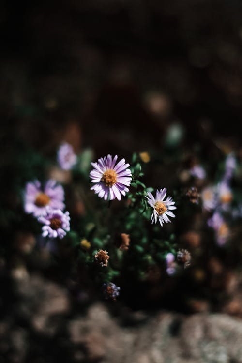 Purple Aster Flowers in Close-up Photography