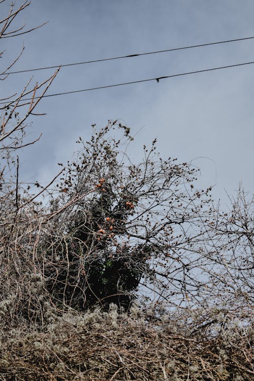 Arbre Sans Feuilles Brun Sous Ciel Gris