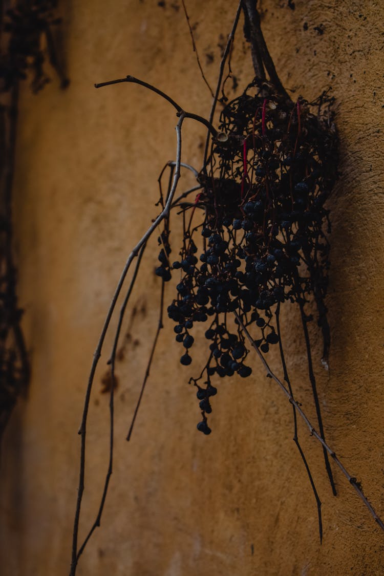 A Plant Hanging On A Wall