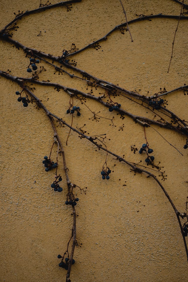 Plant Creeping On A Yellow Wall
