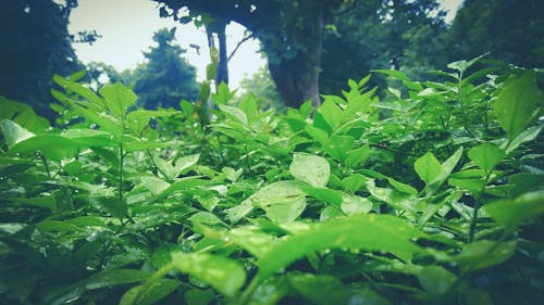 Free stock photo of after the rain, cloudy, drop of water