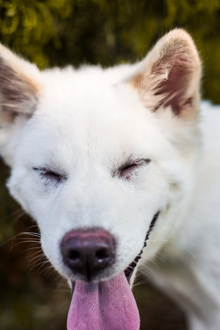 White Dog With Its Tongue Out