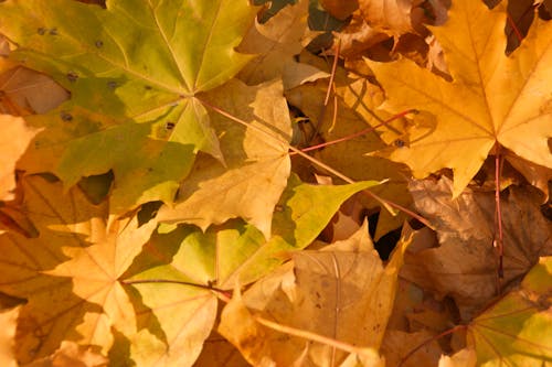 Безкоштовне стокове фото на тему «жовтий, жовті листя, Природа»