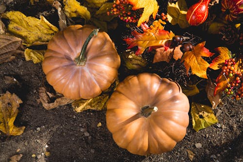 Two Pumpkins on Ground