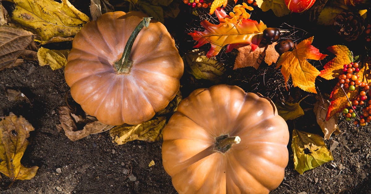 Two Pumpkins on Ground