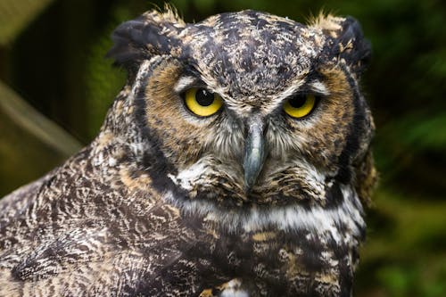 Free Spot bellied eagle owl with yellow eyes Stock Photo