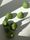 figs