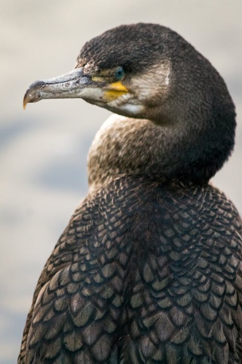 Free Large predatory seabird with dark plumage and sharp beak in daytime on light background Stock Photo