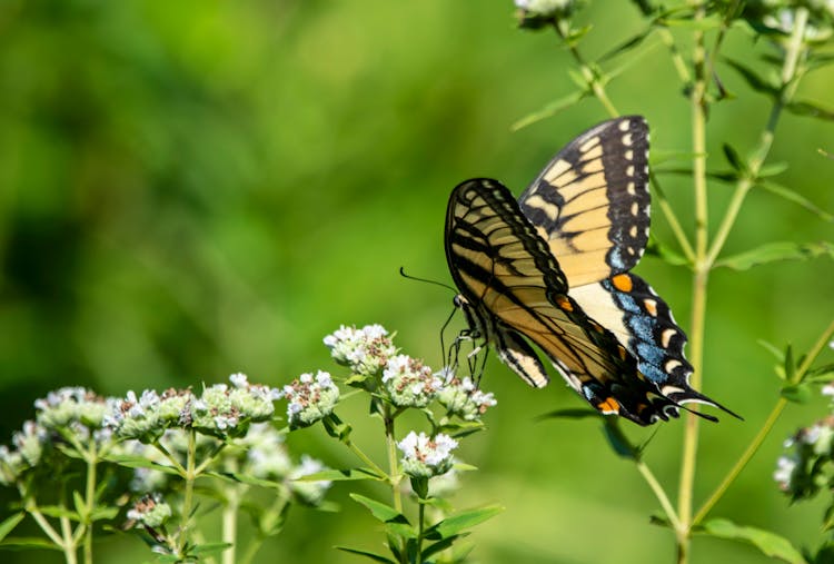 Selective Focus Photo Of A Western Tiger Swallowtail Perched On White Flowers