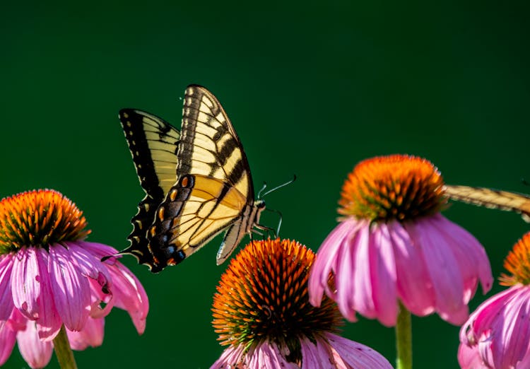 Close-Up Photo Of A Western Tiger Swallowtail Perched On Pink Flowers