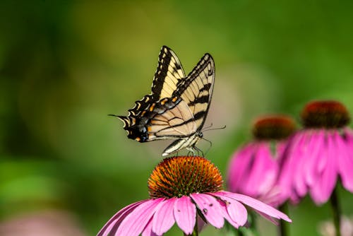 Selective Focus Photo of a Black and Yellow Western Tiger Swallowtail
