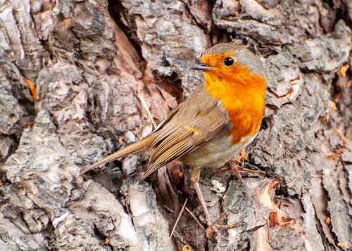 Close-Up Photo of a Brown and Orange European Robin