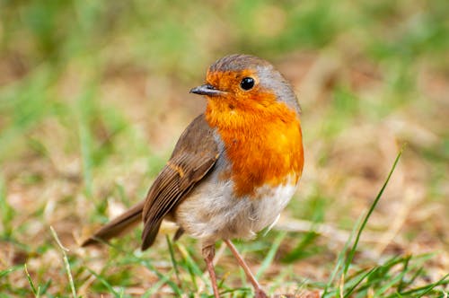 Selective Focus Photo of a European Robin on the Grass