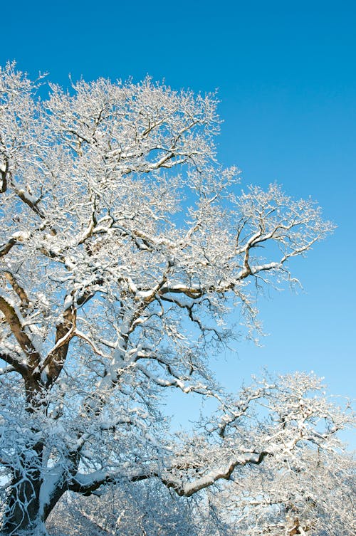Snowcapped Tree on a Sunny Day 