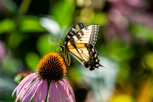 Black and Yellow Western Tiger Swallowtail Perched on a Flower
