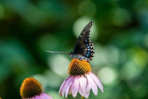 бесплатная Бесплатное стоковое фото с бабочка, бабочки, беспозвоночный Стоковое фото