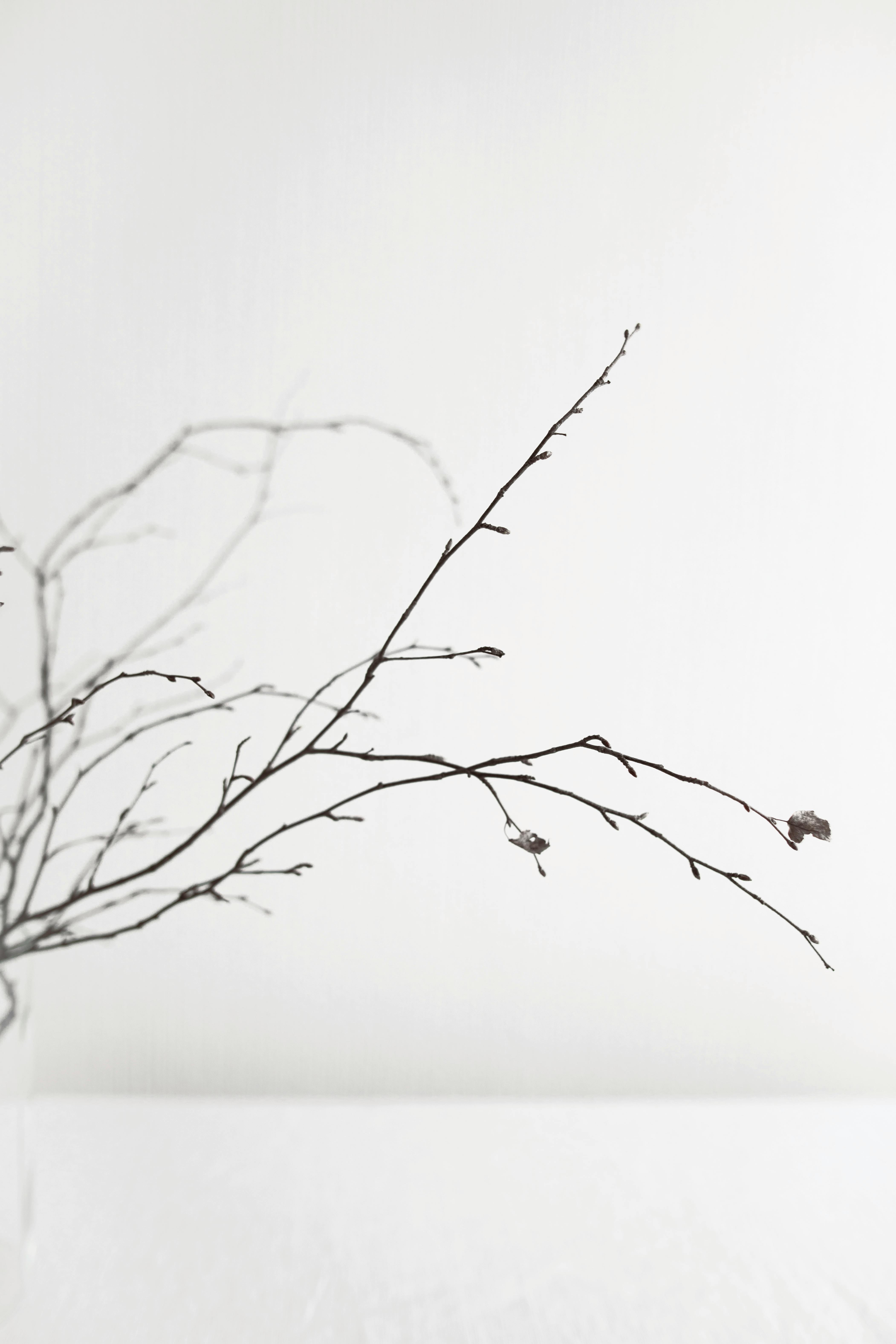 Dried Flowers With Thin Stems On White Background In Sunlight · Free 