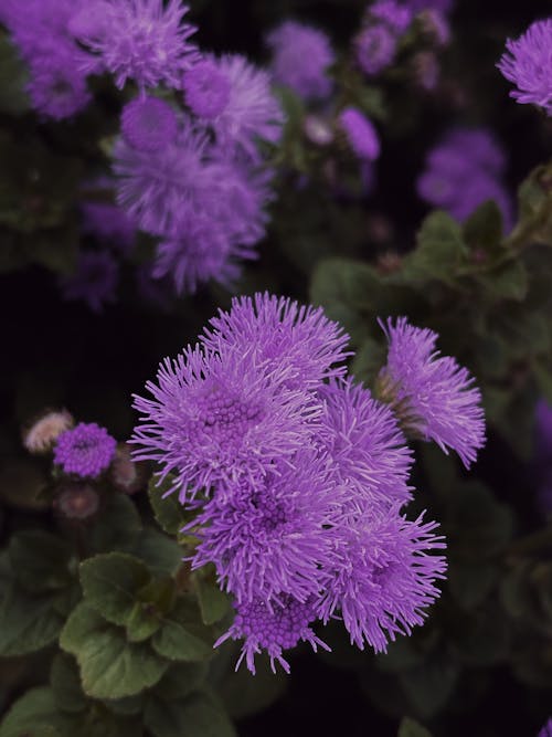Purple Flowers Blooming in Summer