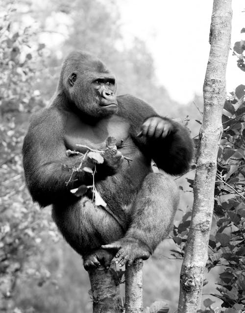 Kostnadsfri bild av bra apa, djurfotografi, gorilla