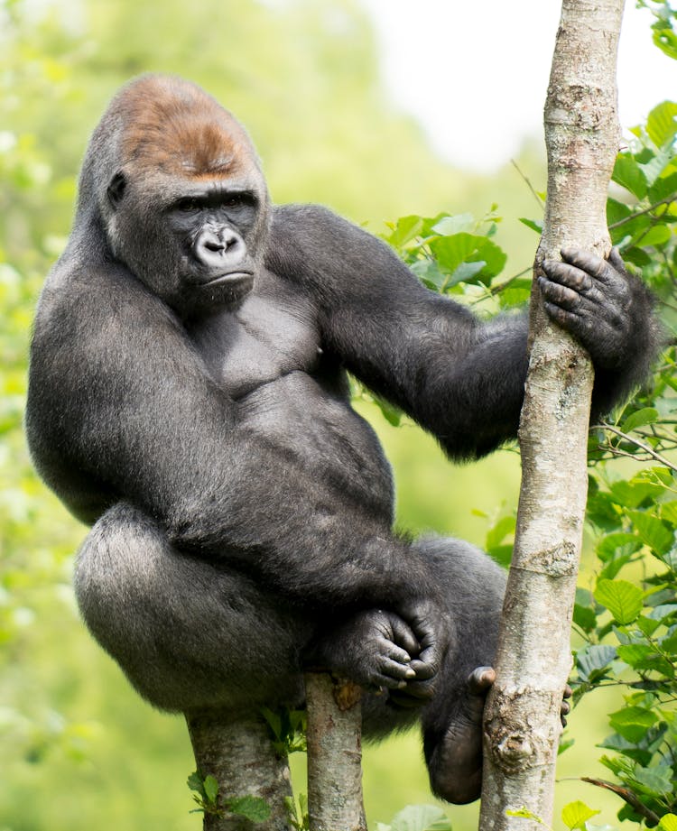 Black Gorilla On Tree Branch