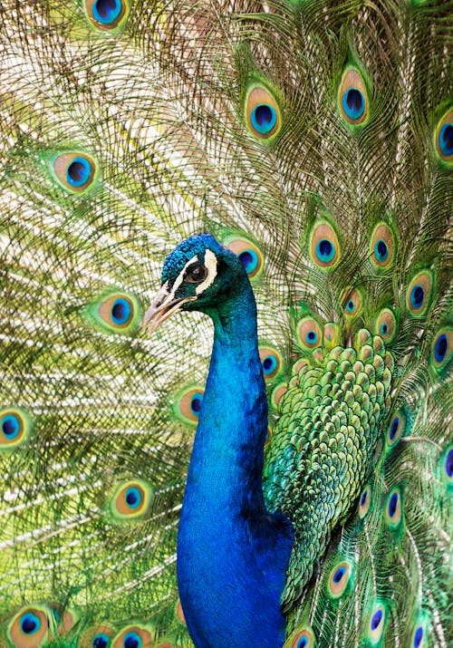 Close-up of a Peacock with Its Feathers Spread