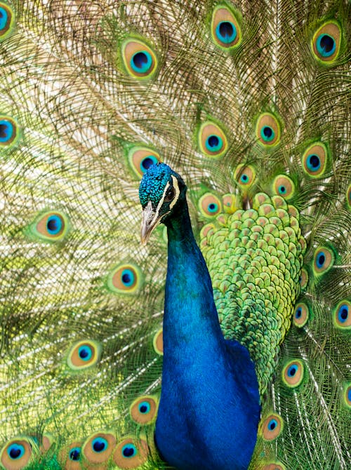 Free Peacock in Close Up Photography Stock Photo