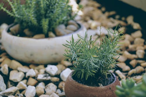 Tanaman Berdaun Hijau Di Pot