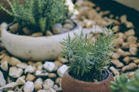 特写镜头中，户外盆栽的绿色植物与鹅卵石显得格外宁静