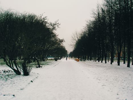 A serene winter scene capturing a snow-covered pathway lined with trees, ideal for seasonal themes.