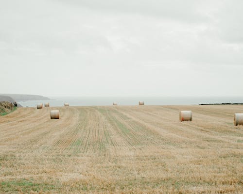 Hay round bales on dry agricultural field near ocean beach against overcast sky in countryside