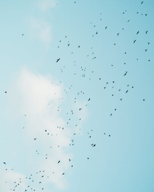 Birds flying in blue sky in daylight