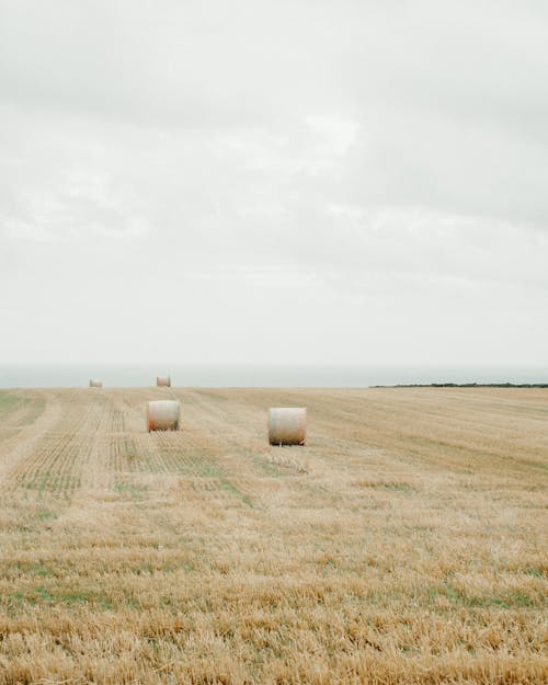 Hay bales on agricultural field at seaside in countryside