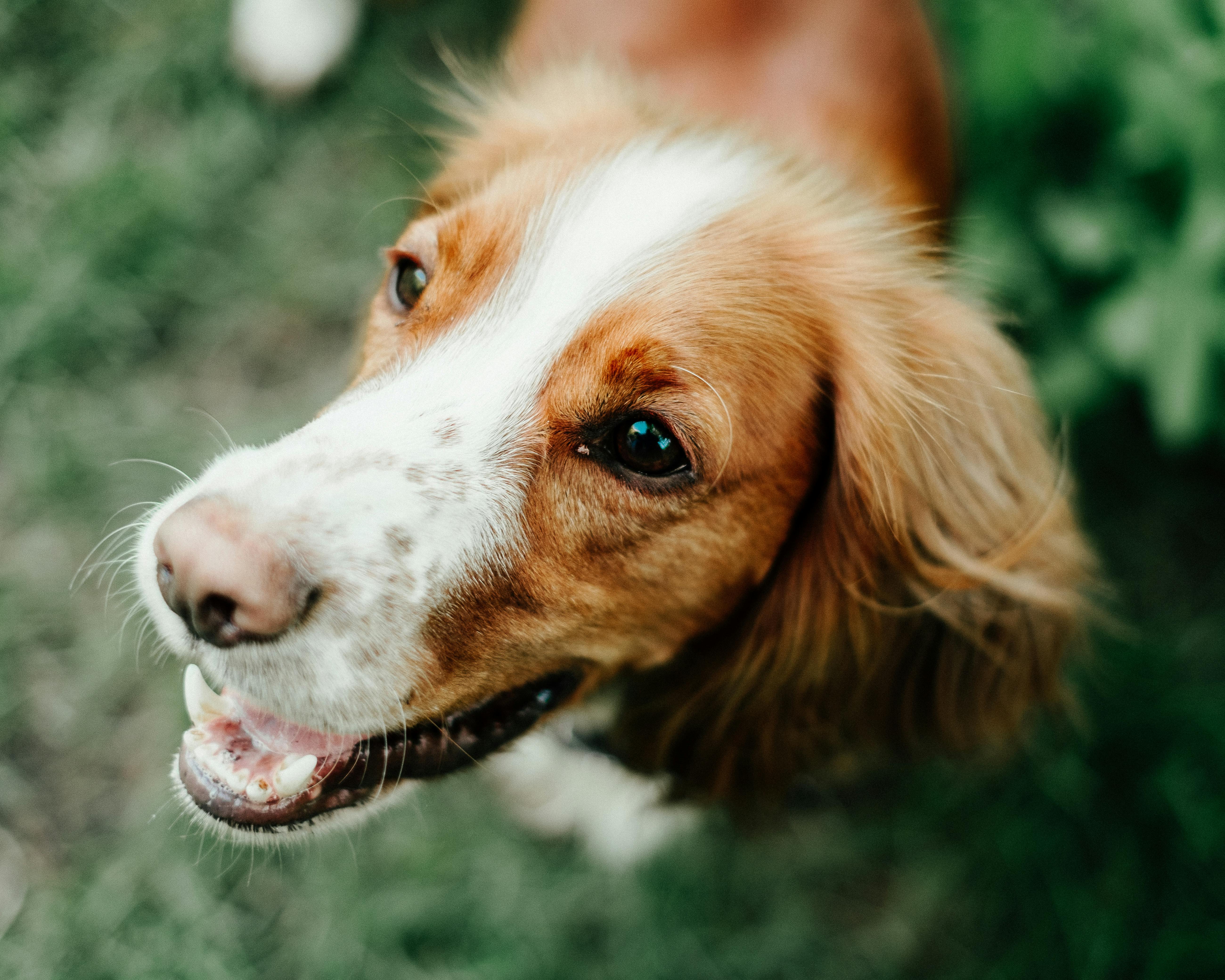 From above of adorable orange Brittany Spaniel with white muzzle standing on green grassy lawn and looking away