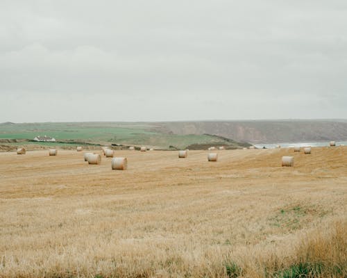 Filed with haystacks at seaside in rural area