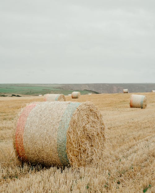 Foto d'estoc gratuïta de a l'aire lliure, agricultura, bala