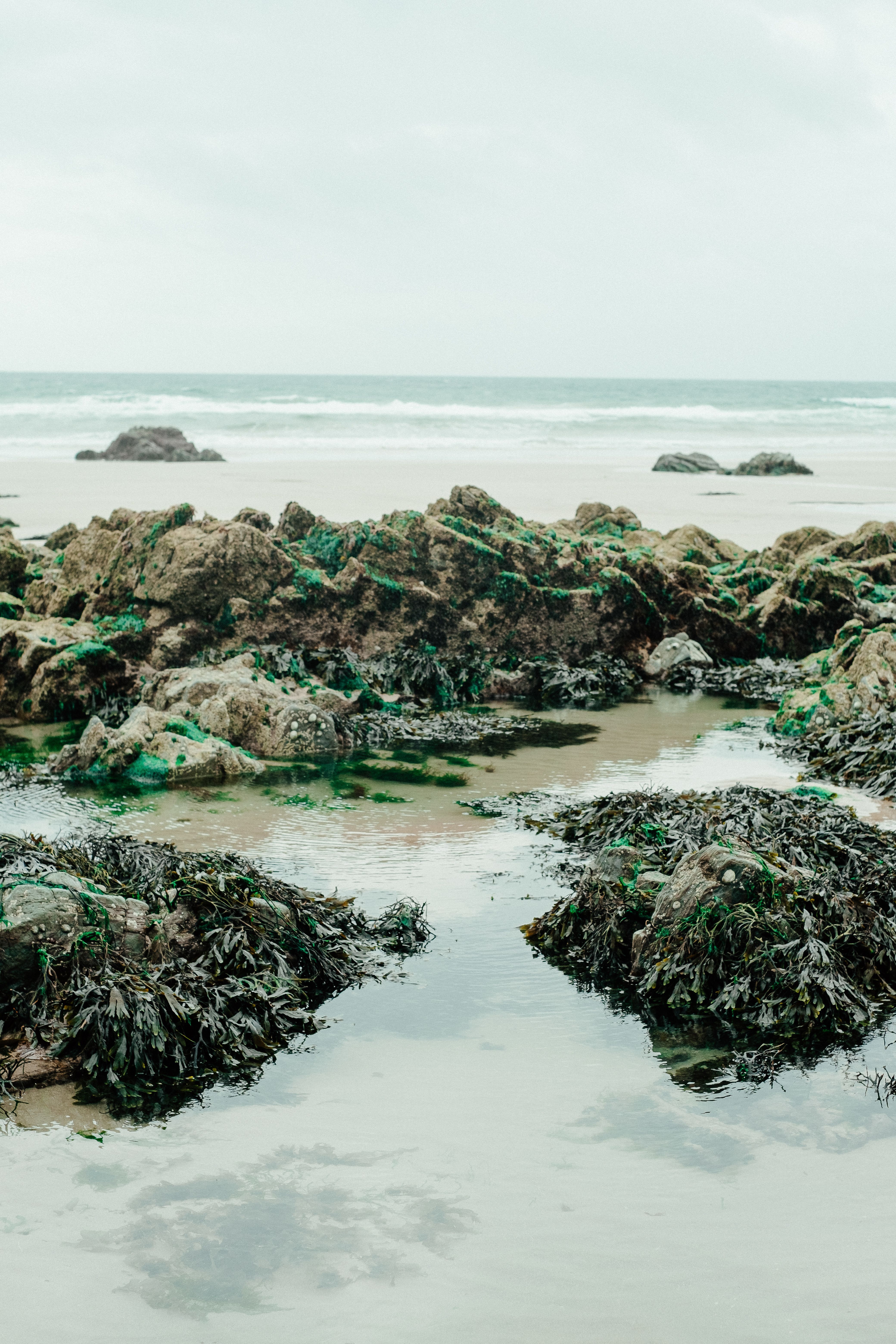 High angle of rocky formations and seaweeds on sandy beach of wavy ocean during low tide against overcast sky. pexels, high, 