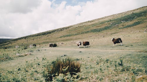 Flock of sheep grazing on dry grassy meadow near hill against cloudy sky in mountainous countryside