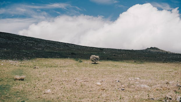 Peaceful landscape with a lone tree under a cloudy sky.
