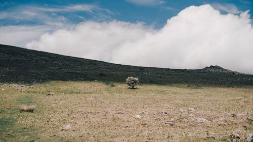 Free Spectacular scenery of lonely small tree growing on dry grassy hill slope against cloudy blue sky in highlands Stock Photo