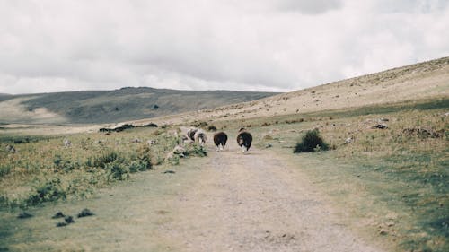 Vaca Marrón Y Negra En Campo De Hierba Verde