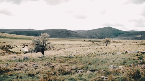 Landscape of meadow with trees growing near hill slope