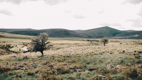 Free Trees growing on dry grassy terrain near mountains against overcast sky in highlands Stock Photo