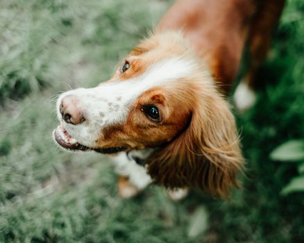 From above of cute fluffy curious Spaniel dog on blurred background of glade with fresh green herb